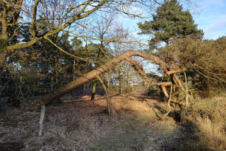 Ein umgeknickter Baum versperrt den halben Weg