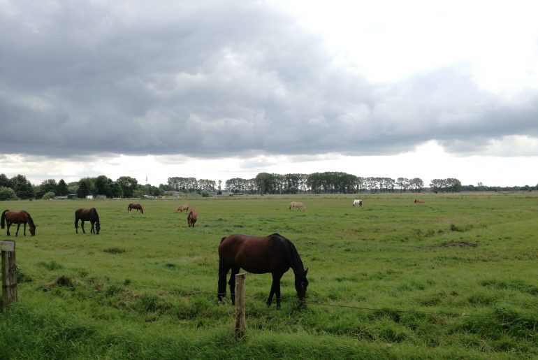 Pferde direkt am Mittleren Landweg