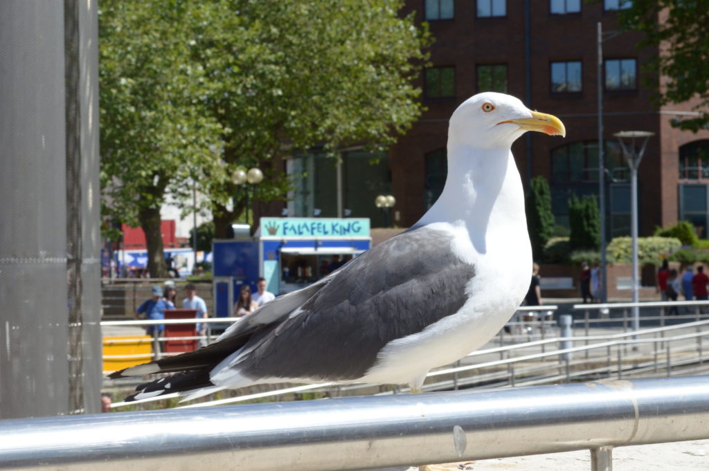 Möwe im Hafen von Bristol