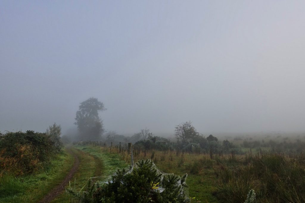 Nebel auf den Feldern östlich von Drymen