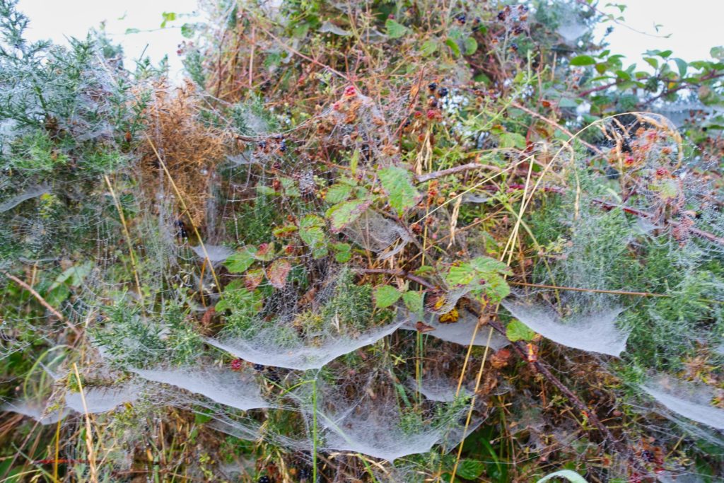 Morgentau verfängt sich in den Spinnenweben der Büsche am Wegesrand