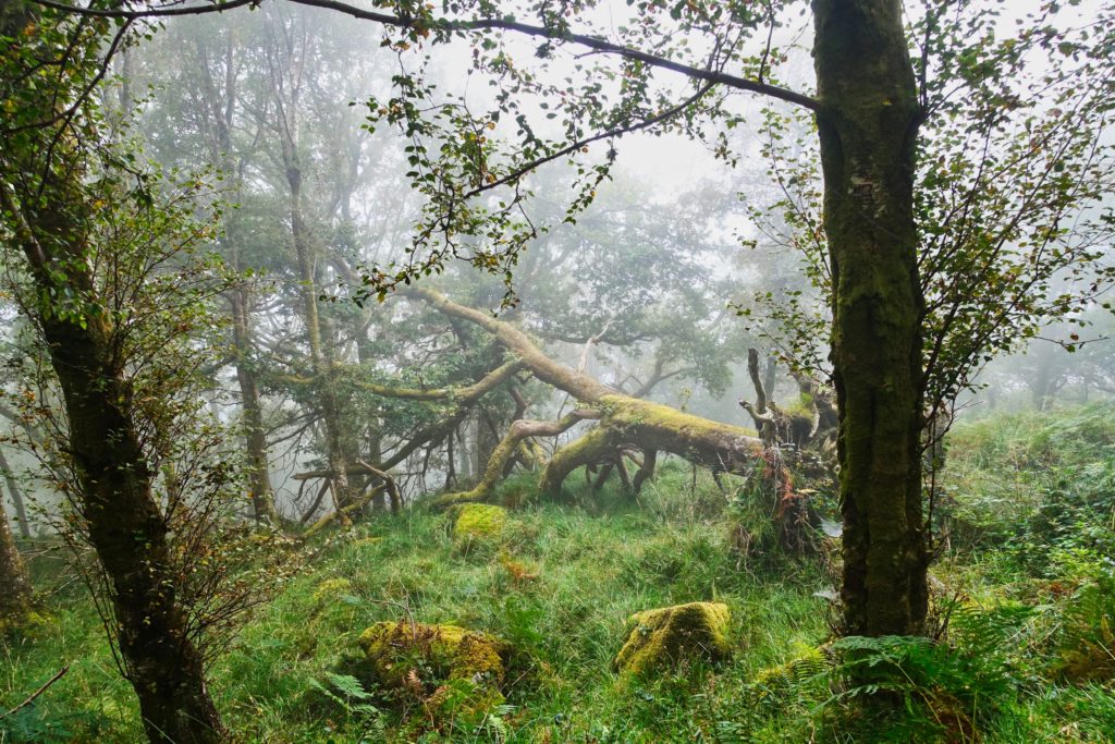 Frühnebel und Moos in den Wäldern