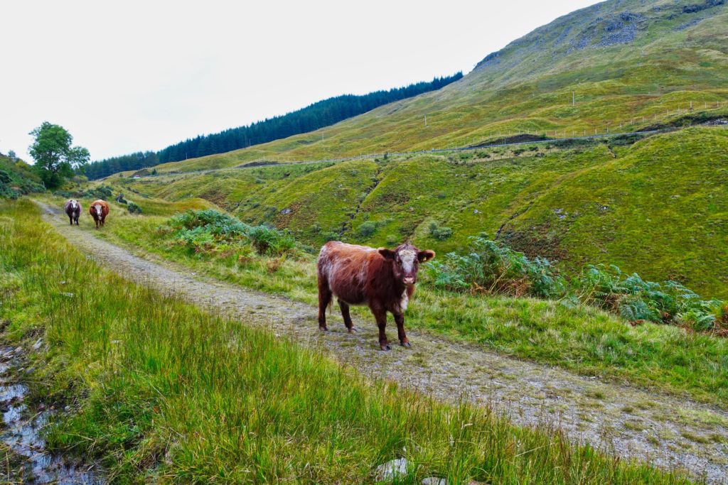 Die ersten freilaufenden Kühe auf unserer Wanderung