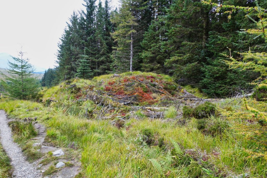 Wald und Heidelandschaft in einem