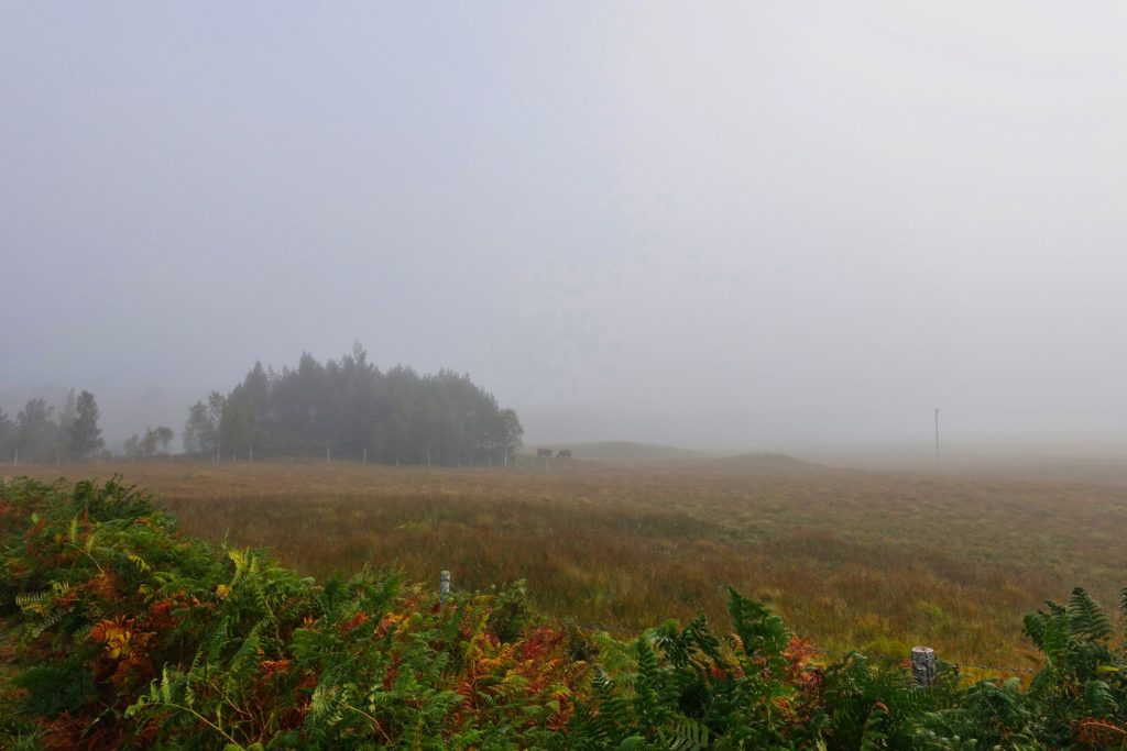 Gespenstischer Frühnebel