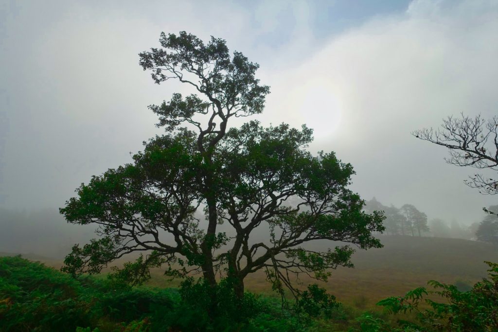 Baum im sich auflösenden Frühnebel