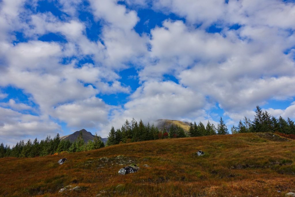 Kleine Baumgruppen in der Heide