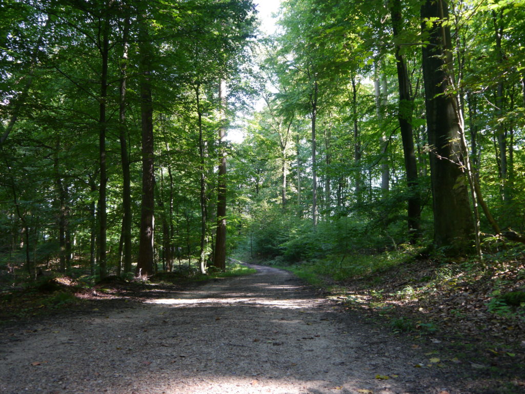 Mal schmal, mal breit ziehen sich die Wege durch das NSG Wohldorfer Wald