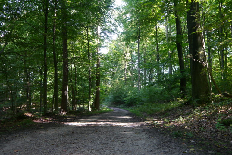 Mal schmal, mal breit ziehen sich die Wege durch das NSG Wohldorfer Wald