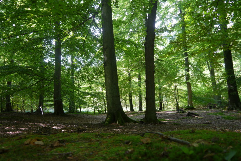 Links der Straße offener Wald...