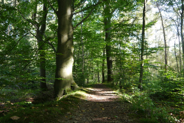 ...wird zum Deich im Wald