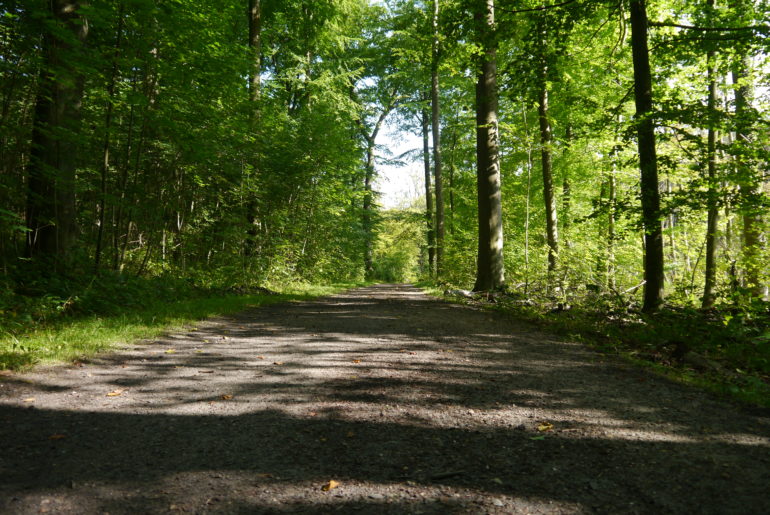 Gepflegte Waldwege vor und nach dem Friedhof