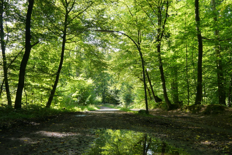 Natur vs. Kopfsteinpflaster