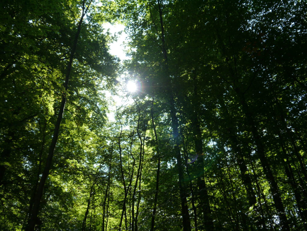 Lens-Flare - die Sonne bahnt sich Ihren Weg in den Wohldorfer Wald