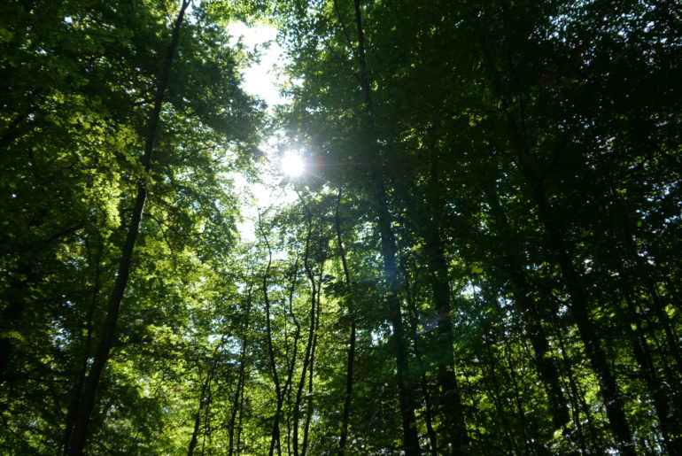 Lens-Flare - die Sonne bahnt sich Ihren Weg in den Wohldorfer Wald