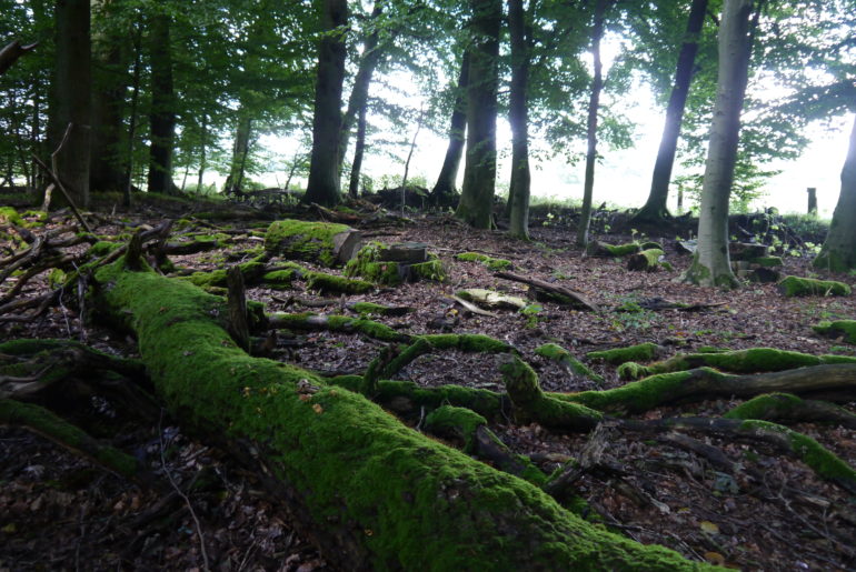 Moosbewachsenes Totholz, wunderschön und Lebensraum für allerlei Getier