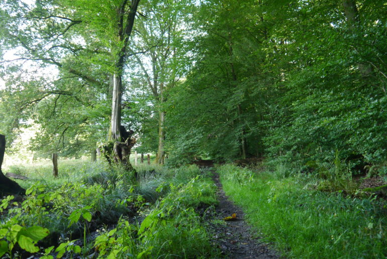 Es wird matschig am Waldrand