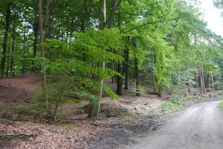 Laubwald - dem Namen alle Ehre gemacht