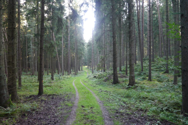Wirtschaftsweg durch den Buchenwald