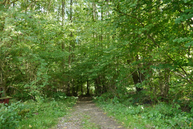 Wieder hinein in den Wald