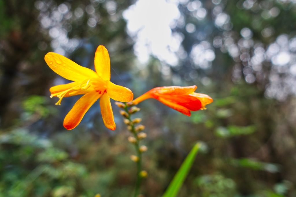 Crocosmia am Wegesrand