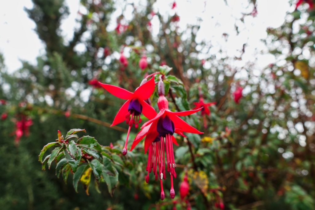 Noch mehr Farben mit der Fuchsia