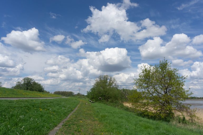 Gänse