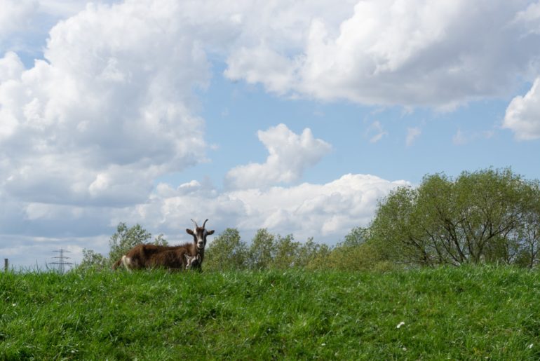 Ziegen auf Deich