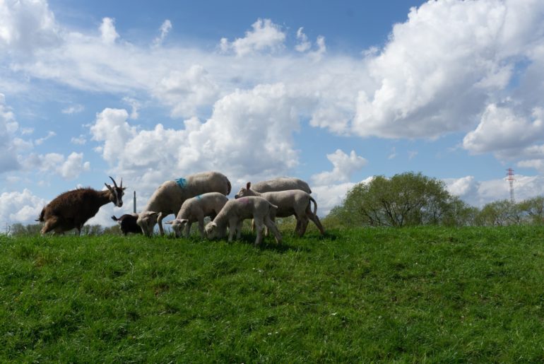 Schafe auf Deich